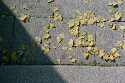 灰色的混凝土地板上黄色的叶子
